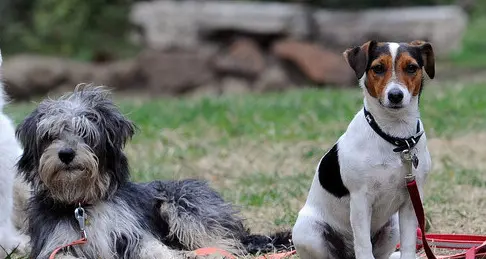 Pappataci e zanzare: le punture pericolose per i nostri cani