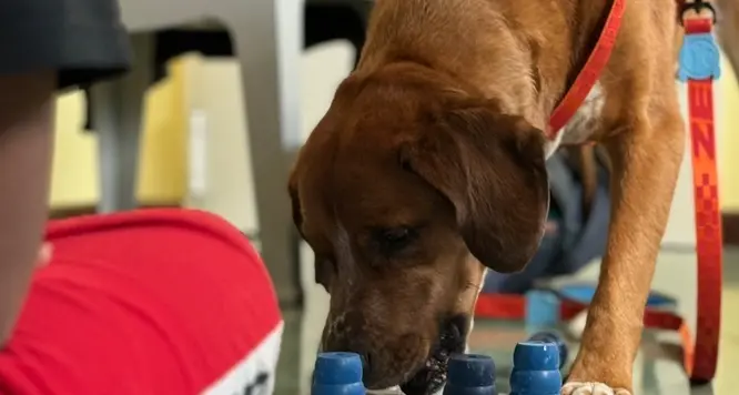 Il linguaggio che il cane capisce Orecchie, occhi e (tanto) cuore