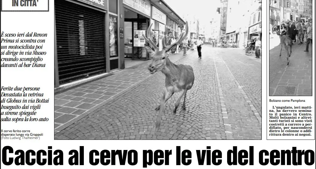 Luglio 2008: il cervo braccato per le strade di Bolzano