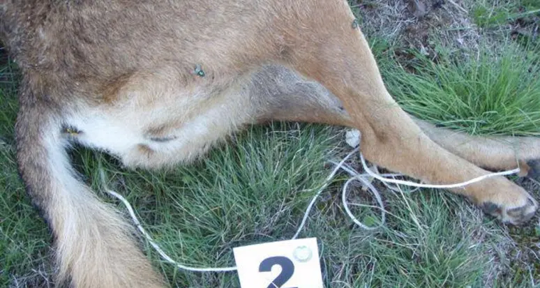 Svizzera, via alla caccia preventiva del lupo: coinvolti oltre 30 branchi