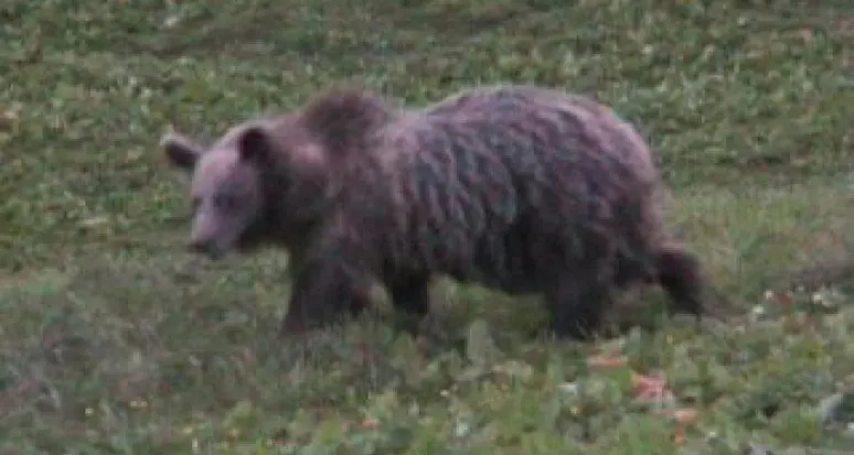 Orso investito in Trentino. Impatto violento: scattano gli airbag dell'auto