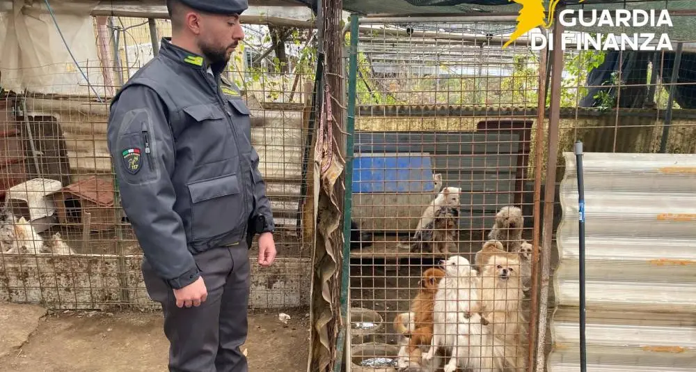 Cani di razza in gabbia: scoperto allevamento illegale a Ercolano