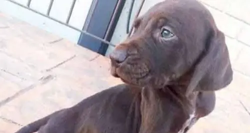 Cane avvelenato col lumachicida, sessantenne di Pergine finisce a processo. Ma si dice innocente