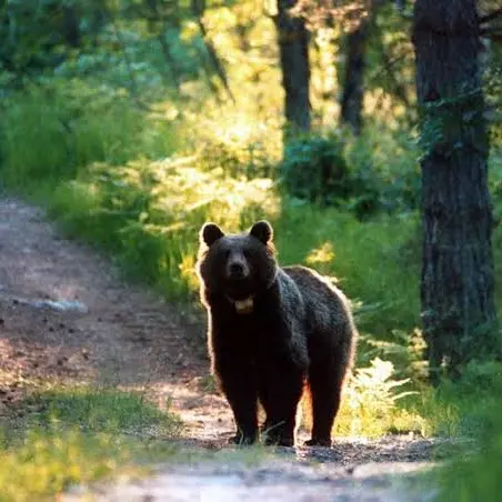 Orsa con tre cuccioli sfiora due escursionisti: falso attacco in Trentino