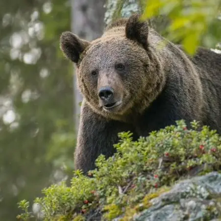 Incontro ravvicinato con un'orsa e i suoi cuccioli: paura in Trentino