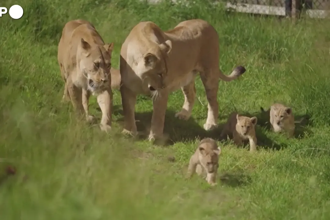 Norvegia, cuccioli di leone muovono i primi passi all'aperto allo zoo di Kristiansand