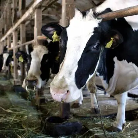 Mucca attacca un gruppo di escursionisti ad Anterselva: tre persone ferite