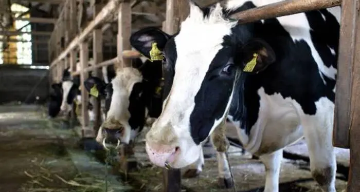 Mucca attacca un gruppo di escursionisti ad Anterselva: tre persone ferite