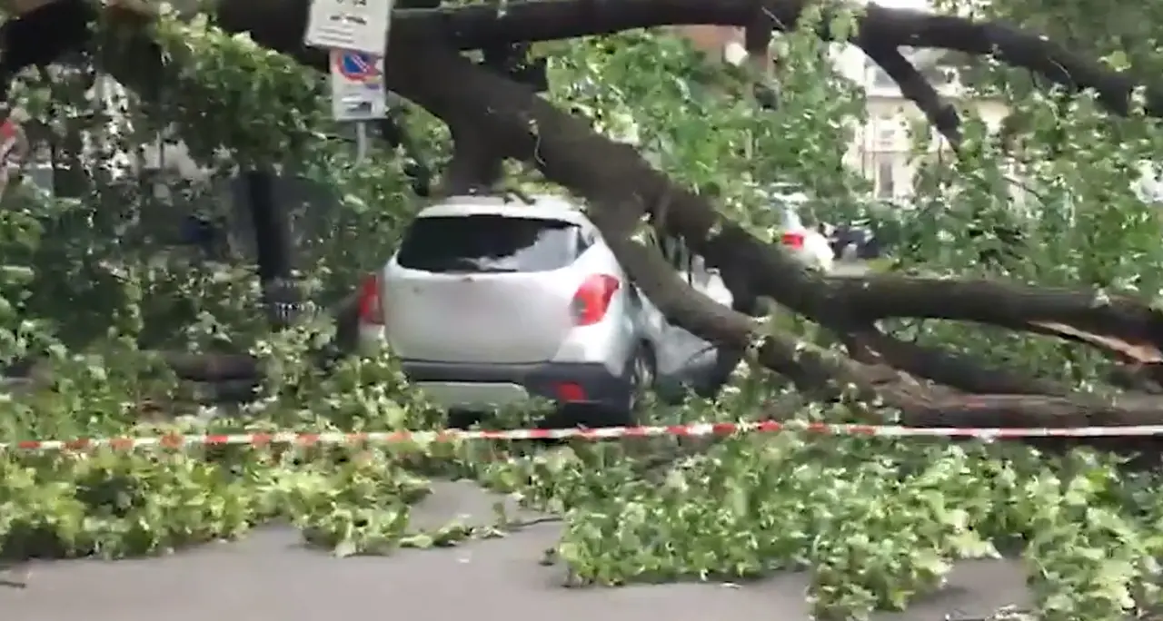 Maltempo a Milano, albero cade in piazzale Libia: nessun ferito