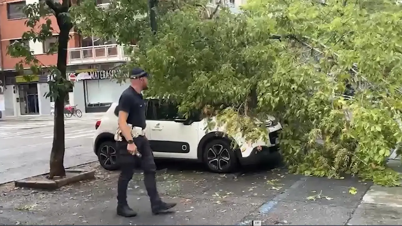 Maltempo a Torino, pioggia e vento abbattono diversi alberi in città