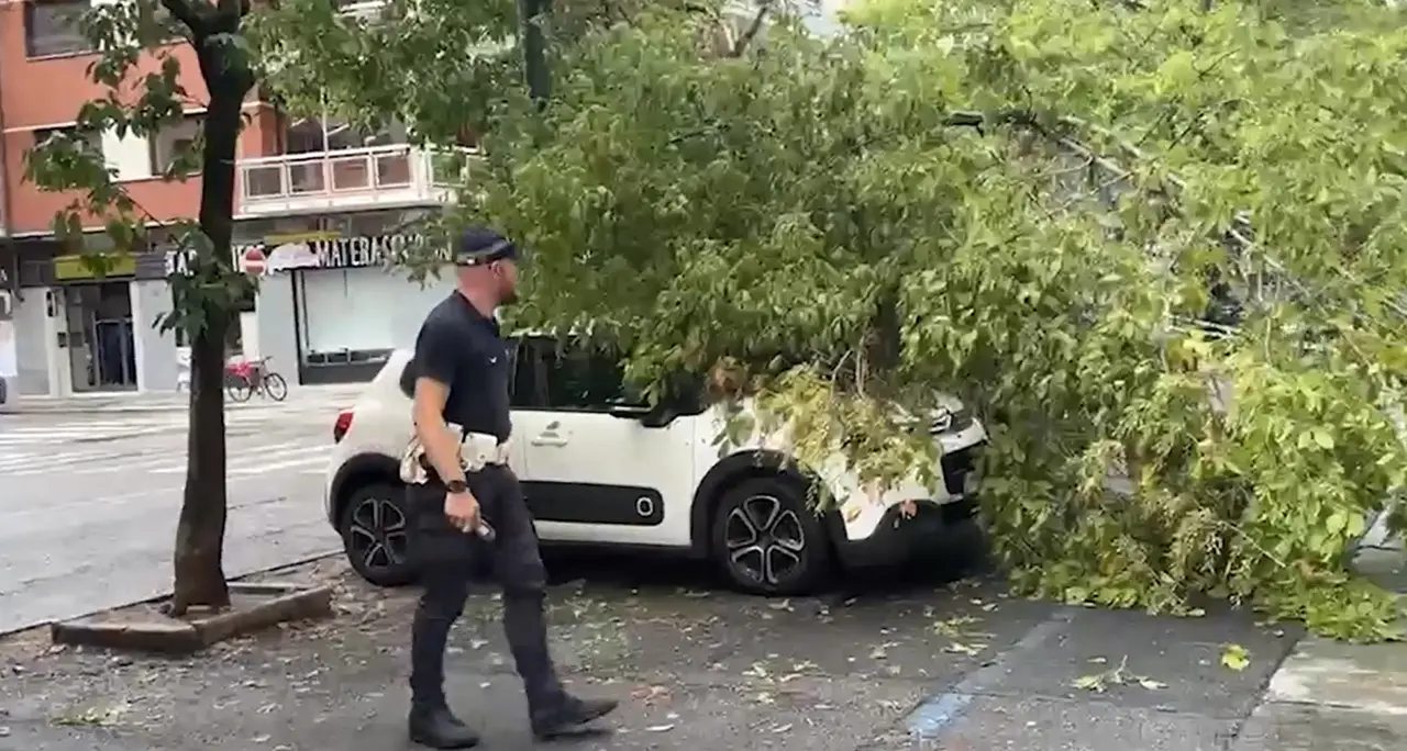 Maltempo a Torino, pioggia e vento abbattono diversi alberi in città