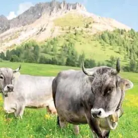 Attaccati dalle vacche al pascolo: «Al 90% sono i cani a innervosirle»