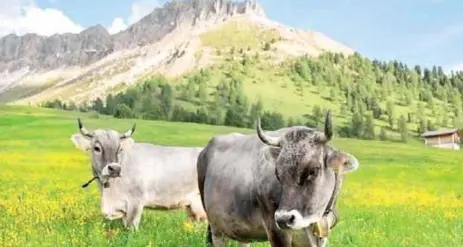 Attaccati dalle vacche al pascolo: «Al 90% sono i cani a innervosirle»