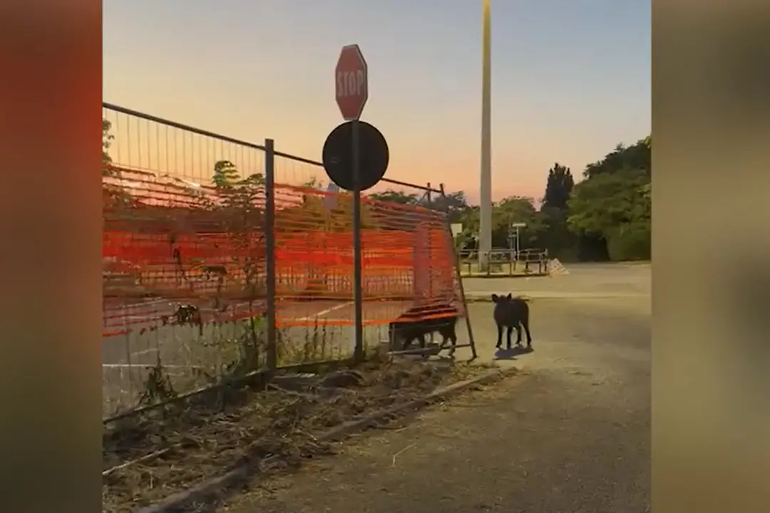 Roma, cinghiali in un parcheggio a Saxa Rubra