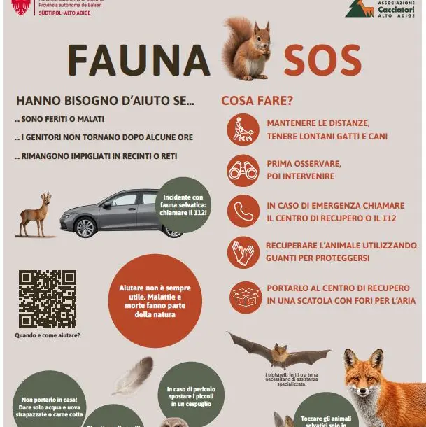 Animali selvatici in difficoltà, in Alto Adige parte la campagna \"Fauna Sos\"