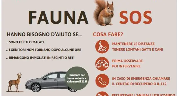 Animali selvatici in difficoltà, in Alto Adige parte la campagna \"Fauna Sos\"