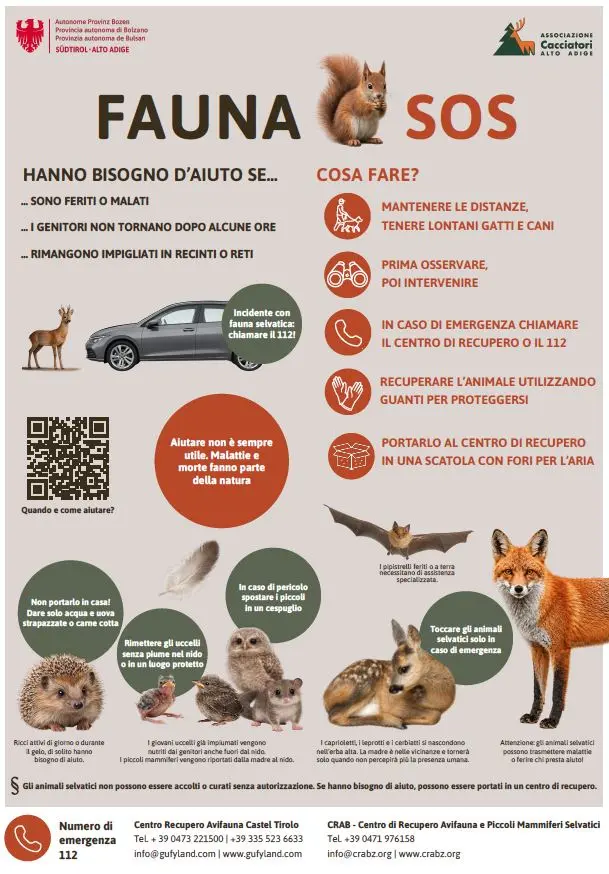 Animali selvatici in difficoltà, in Alto Adige parte la campagna \"Fauna Sos\"