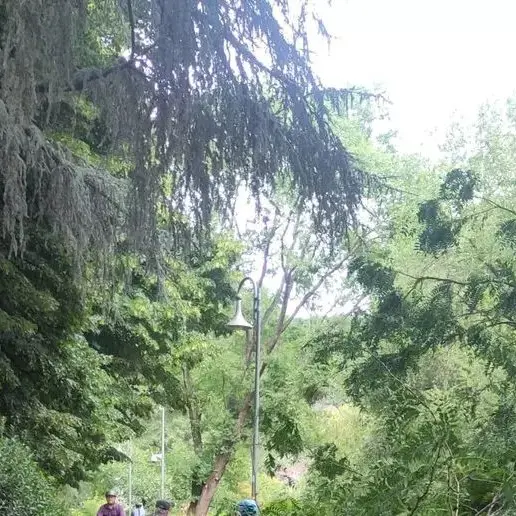 Bolzano, crollano due grossi rami sulla ciclabile: sfiorata la tragedia