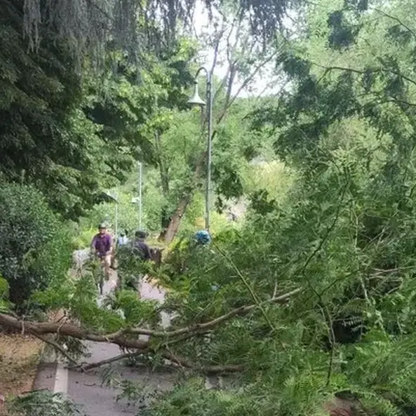 Bolzano, crollano due grossi rami sulla ciclabile: sfiorata la tragedia