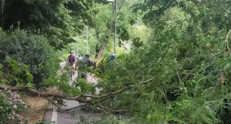 Bolzano, crollano due grossi rami sulla ciclabile: sfiorata la tragedia