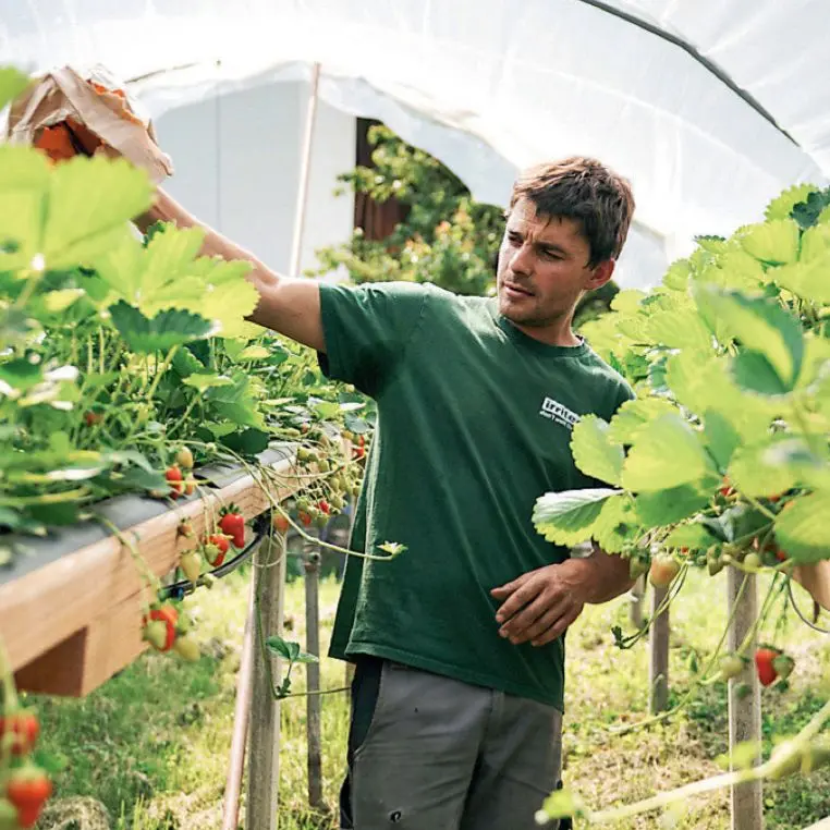 Raccolta fragole, fa capolino l’intelligenza artificiale