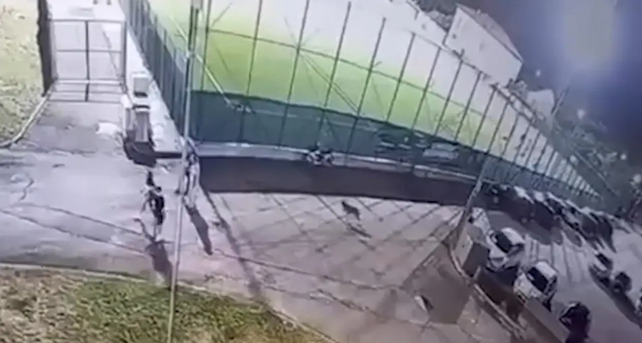 Lupo ad Arrone, le immagini poco prima dell'aggressione alla bimba