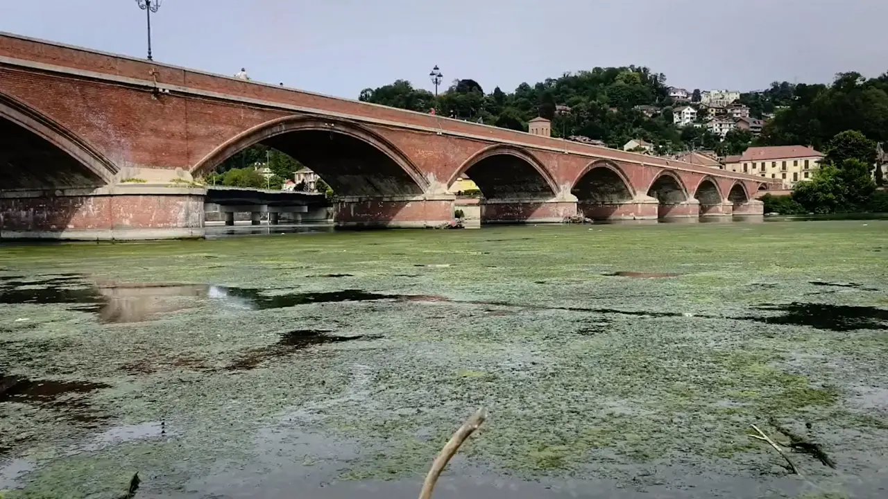 Caldo a Torino, il Po si ricopre di alghe