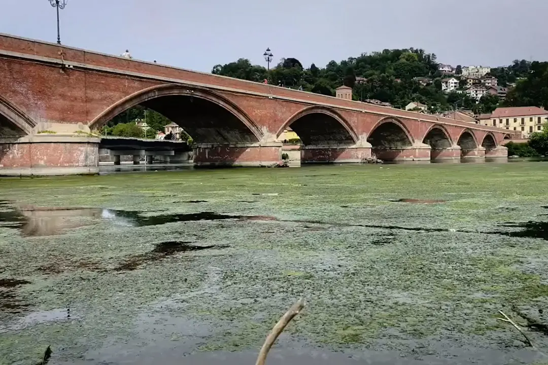 Caldo a Torino, il Po si ricopre di alghe