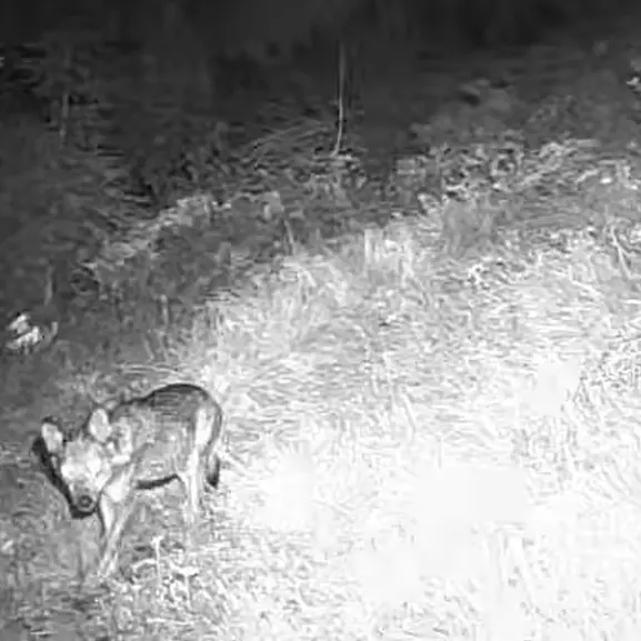 Un lupo si avvicina al pascolo, il dissuasore lo fa scappare