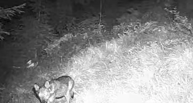 Un lupo si avvicina al pascolo, il dissuasore lo fa scappare