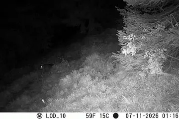 Un lupo si avvicina al pascolo, il dissuasore lo fa scappare