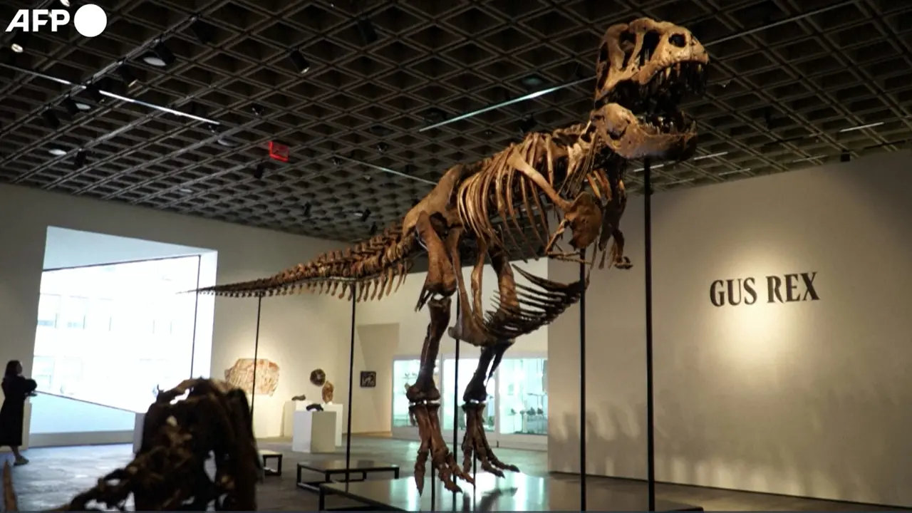 Record da Sotheby's per Gus Rex, uno dei T-Rex piu' grandi del mondo