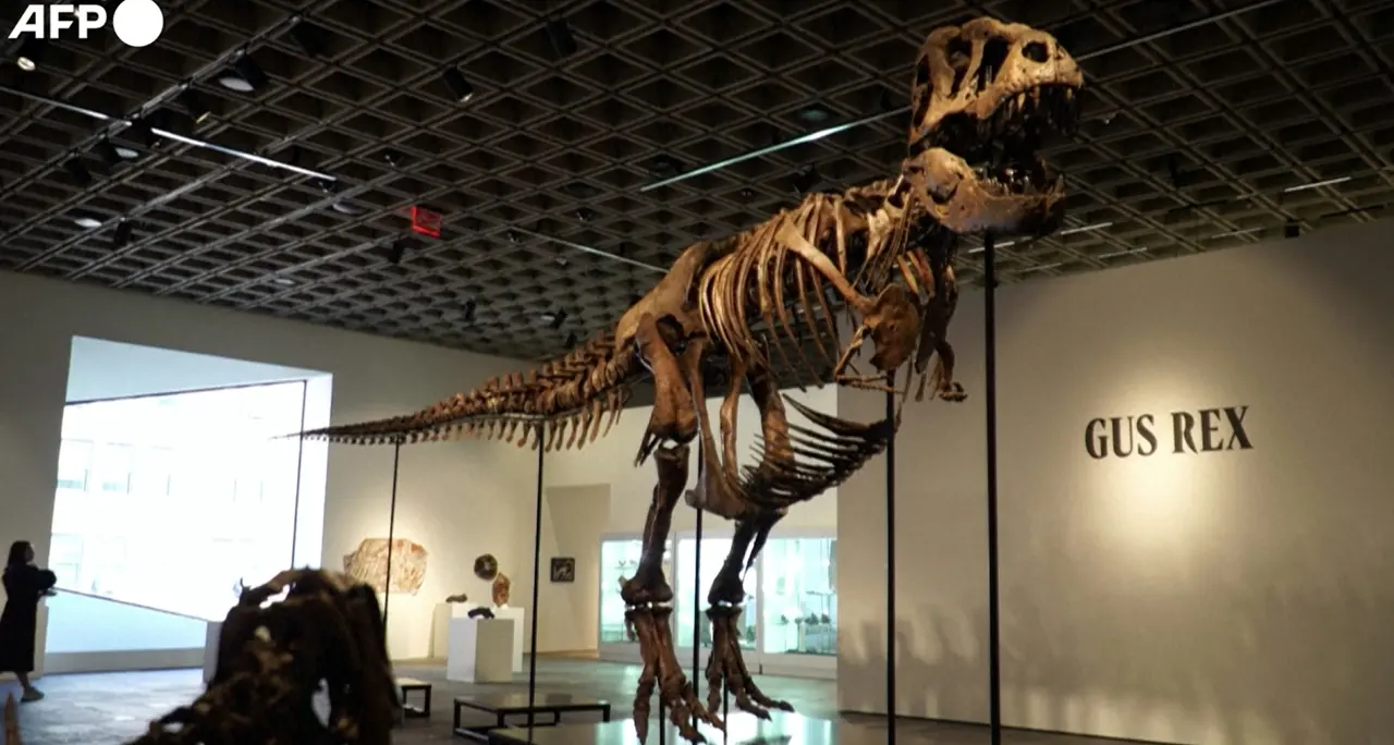 Record da Sotheby's per Gus Rex, uno dei T-Rex piu' grandi del mondo