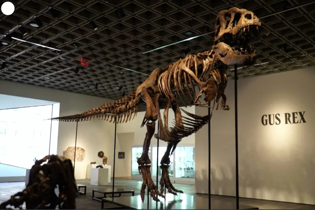 Record da Sotheby's per Gus Rex, uno dei T-Rex piu' grandi del mondo