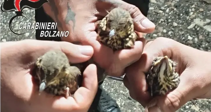 Ora, tre giovani denunciati: tenevano nello zaino tre uccelli selvatici vivi