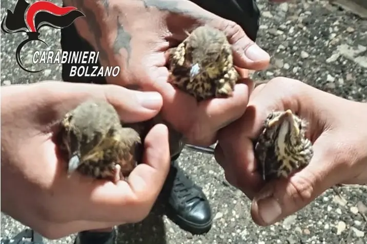 Ora, tre giovani denunciati: tenevano nello zaino tre uccelli selvatici vivi
