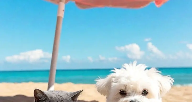 Vacanze con animali: ecco i consigli per l’estate