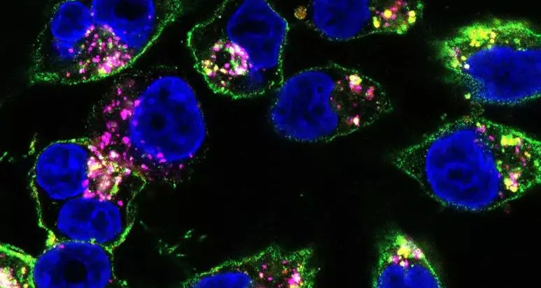 Da un farmaco mutaforma un doppio colpo ai tumori