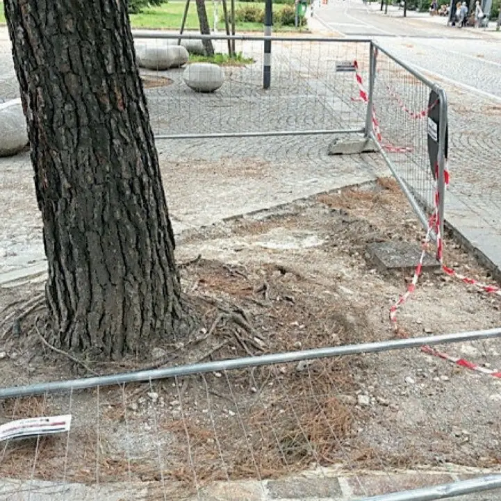 Laives, le radici da eliminare