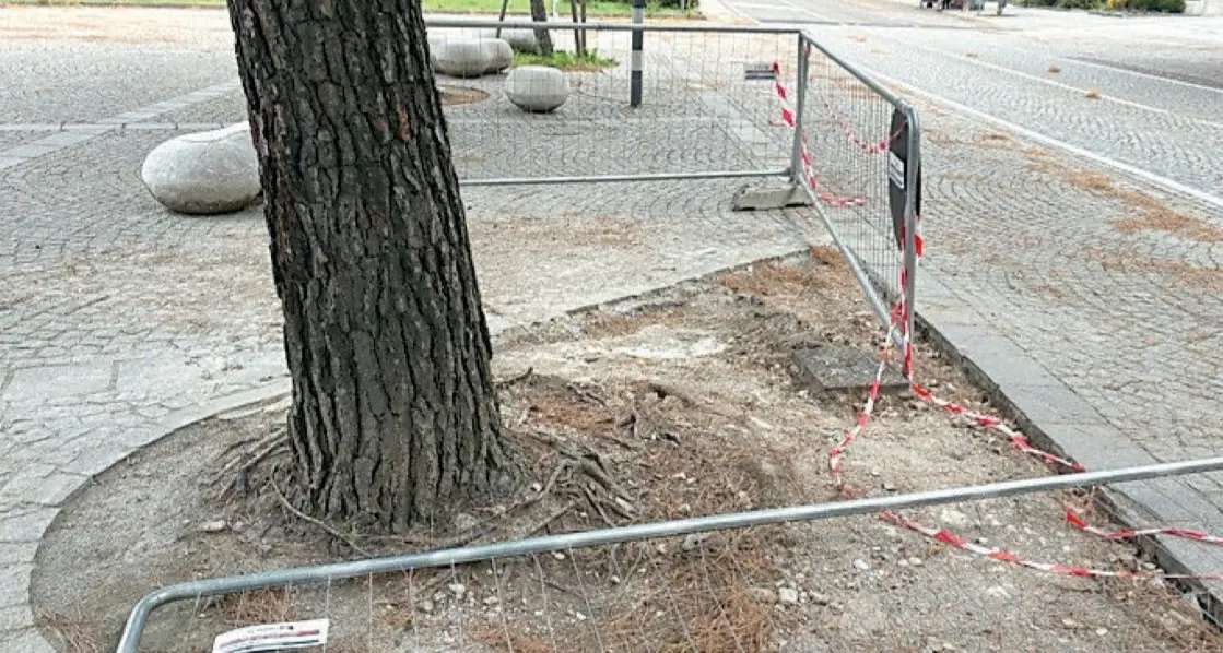 Laives, le radici da eliminare