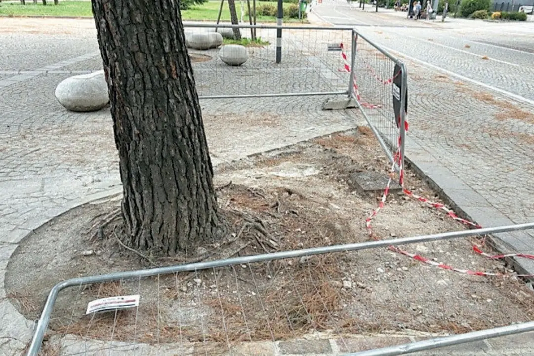 Laives, le radici da eliminare
