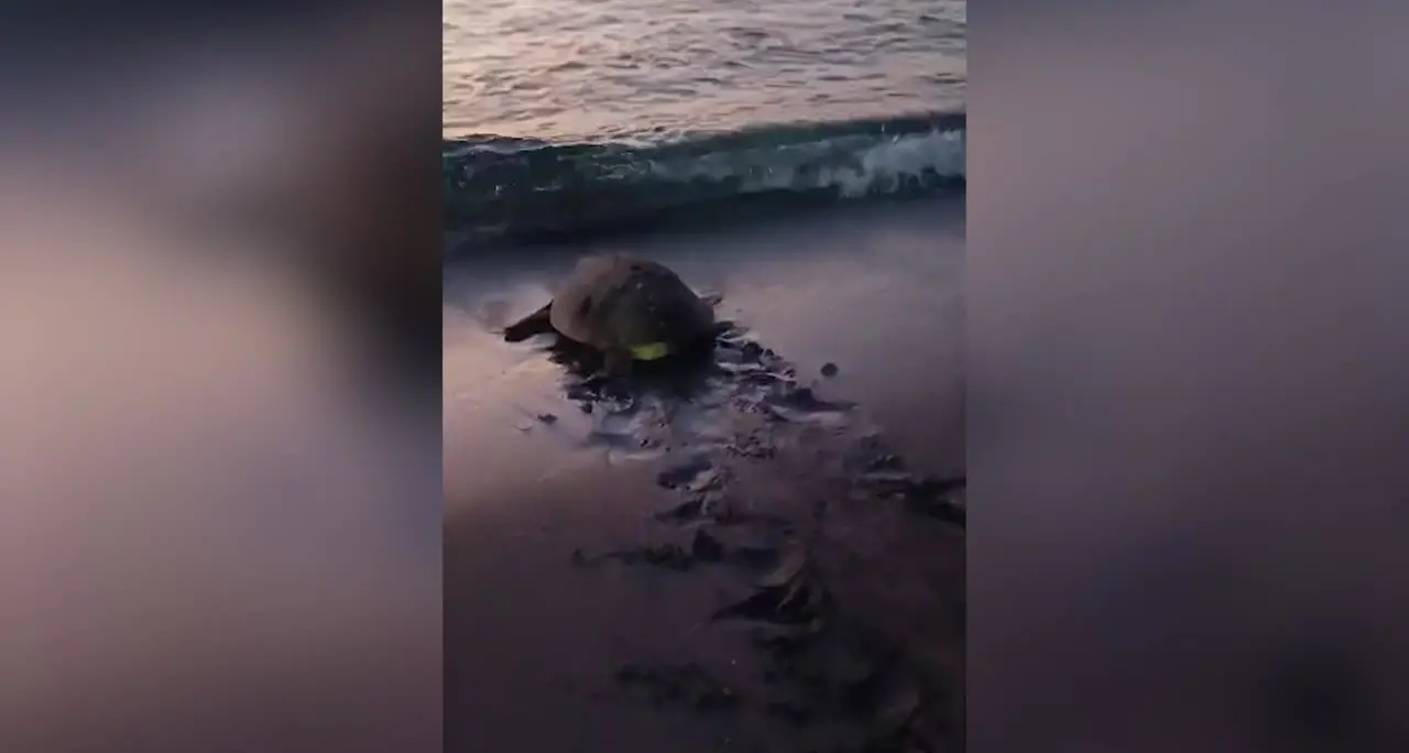 Tartaruga tra le sdraio a Marzamemi per le deporre uova, salvata dal Wwf
