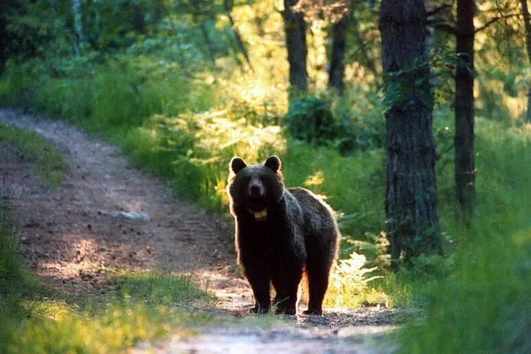 Padre e figlio avvistano un cucciolo di orso ad Appiano
