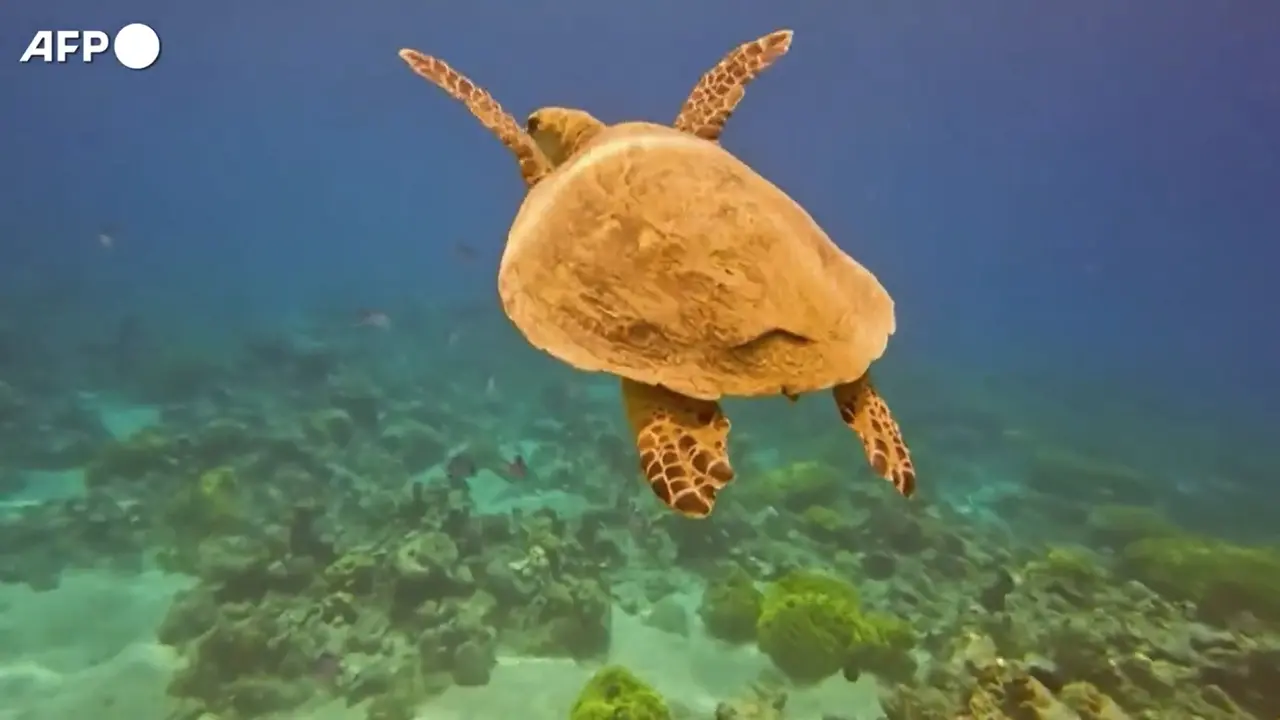 Giordania, i coralli di Aqaba candidati a Patrimonio Unesco
