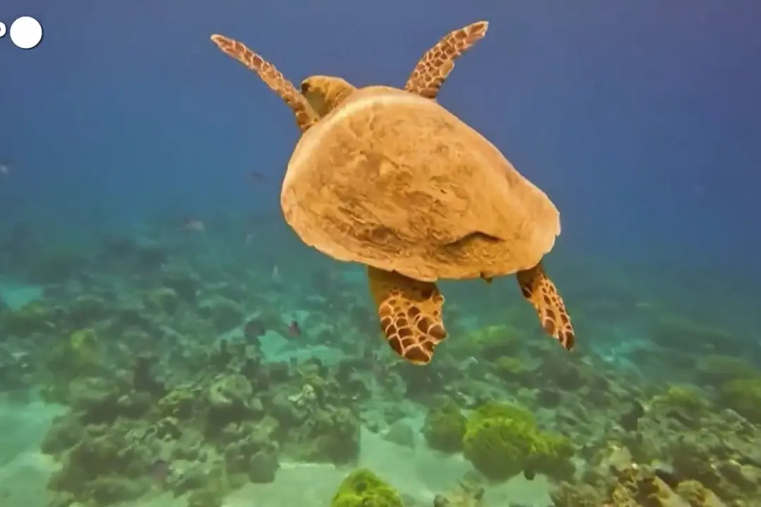 Giordania, i coralli di Aqaba candidati a Patrimonio Unesco