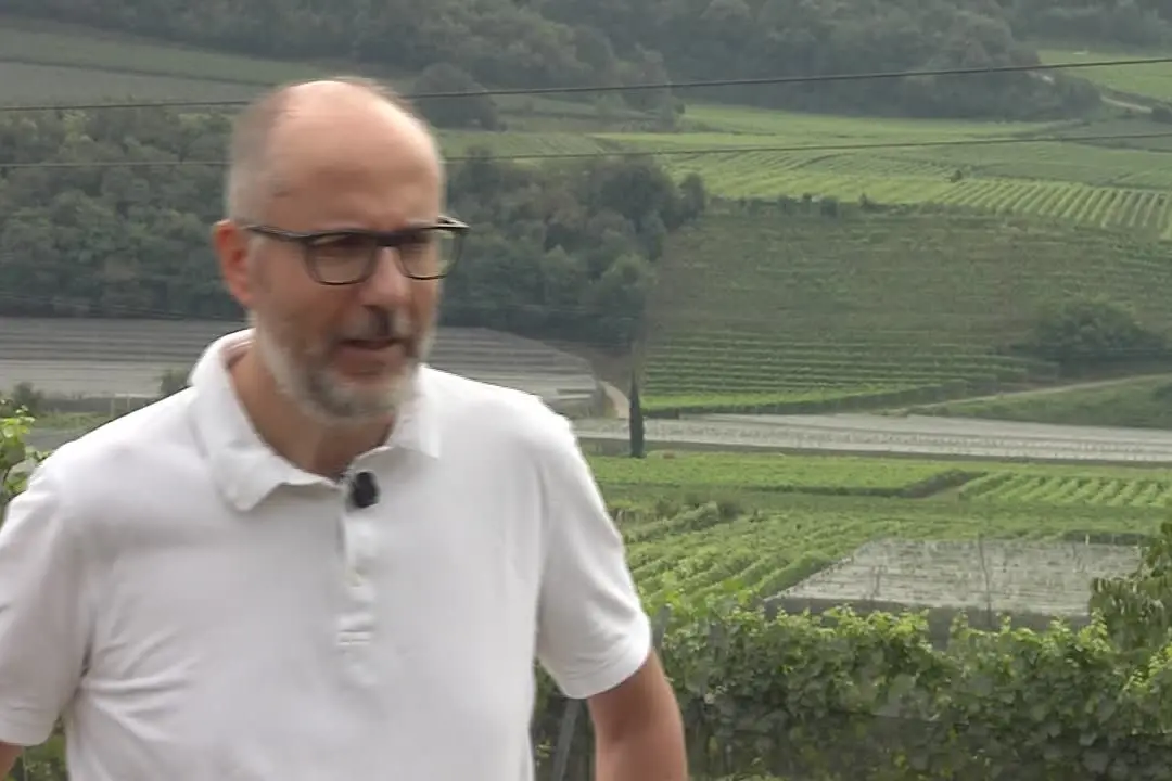 L'Università Bolzano studia strategie per difendere la viticoltura di montagna