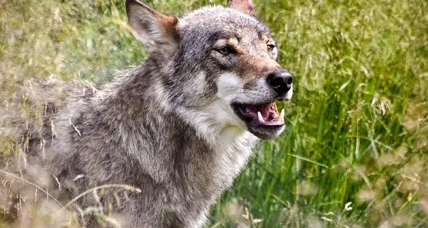 Cane di casa muore difendendo un bambino dal lupo