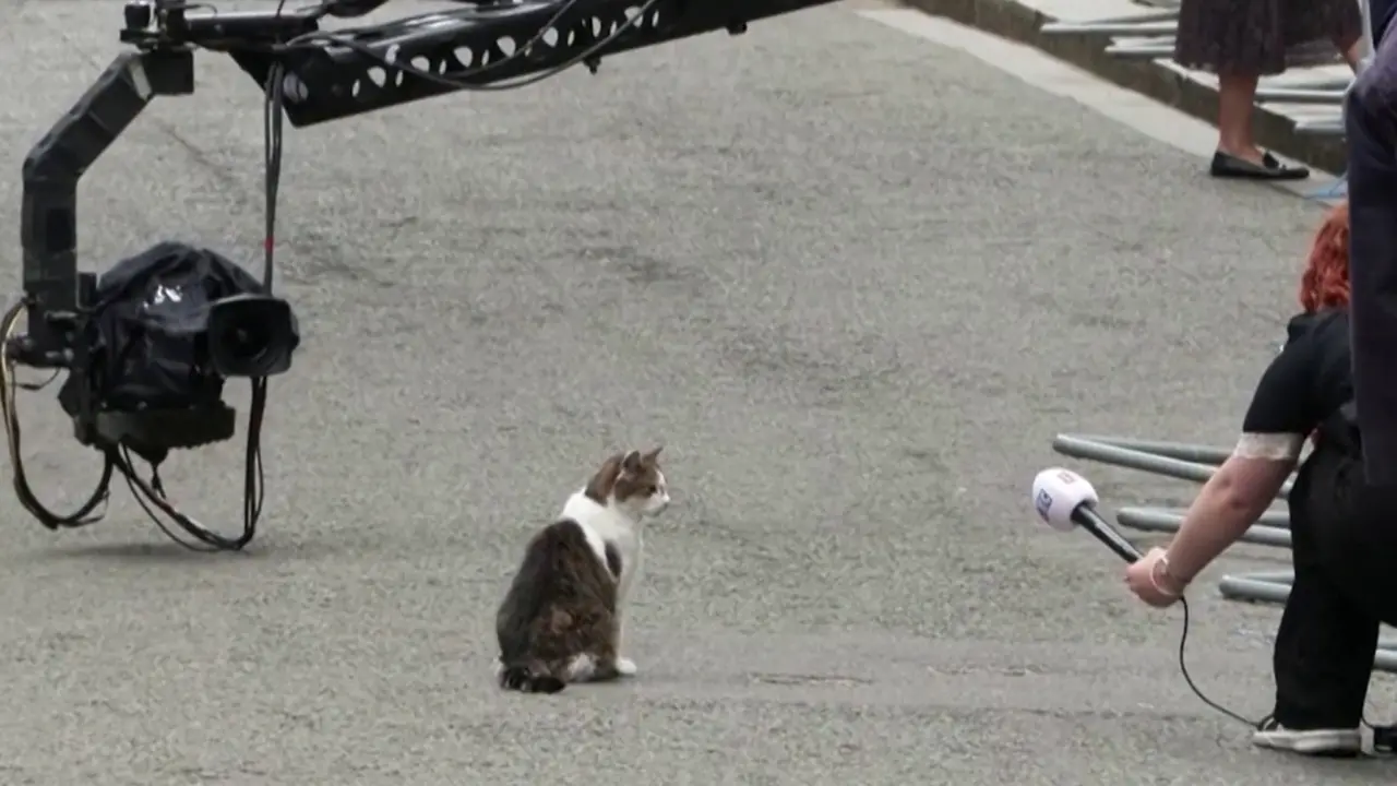 Londra, il gatto Larry \"vigila\" sul cambio d'inquilino a Downing Street