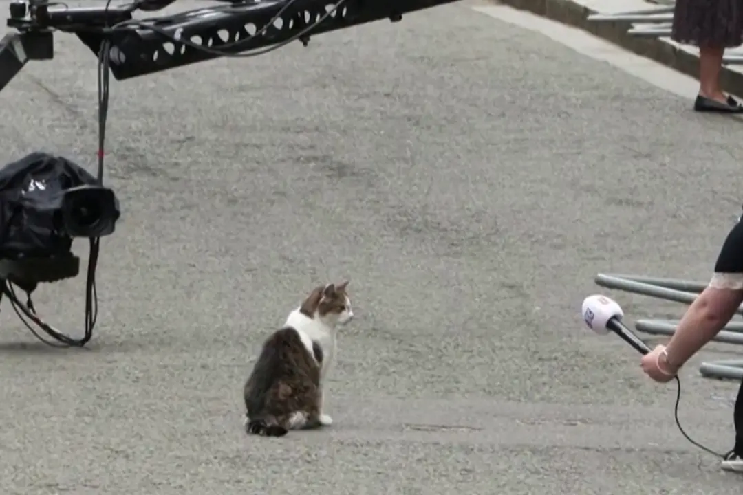 Londra, il gatto Larry \"vigila\" sul cambio d'inquilino a Downing Street