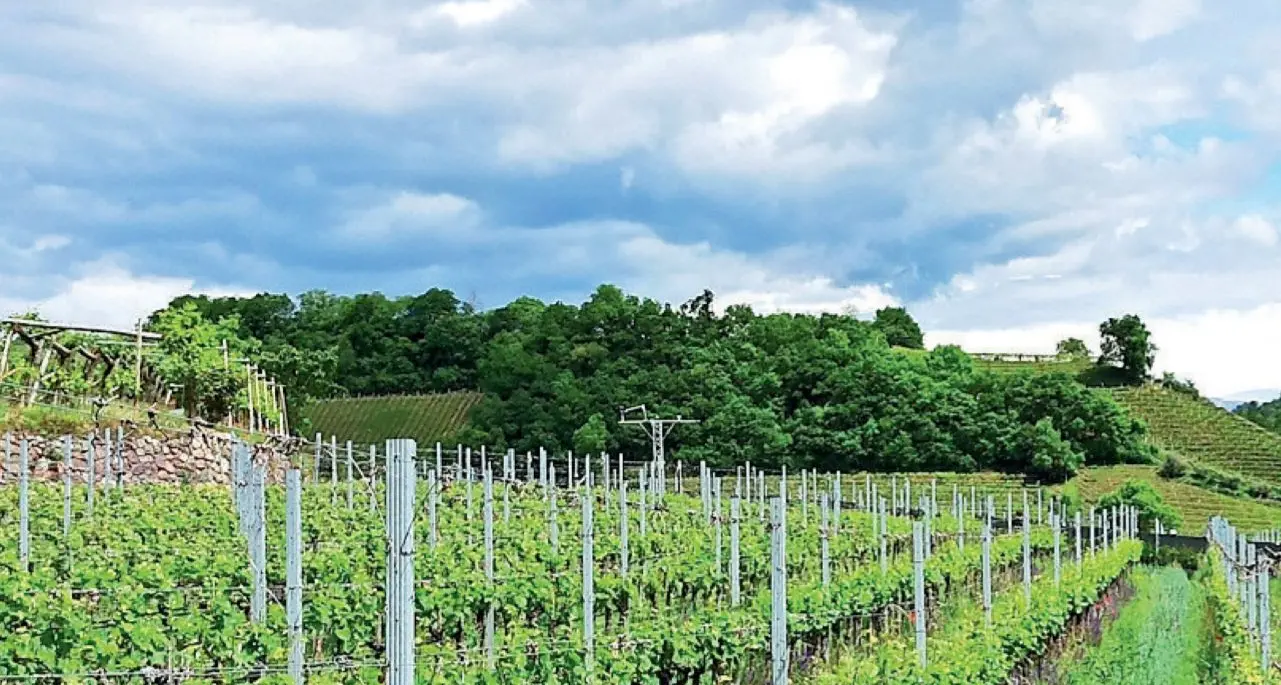Vigneti sotto stress climatico, ricerca in aiuto